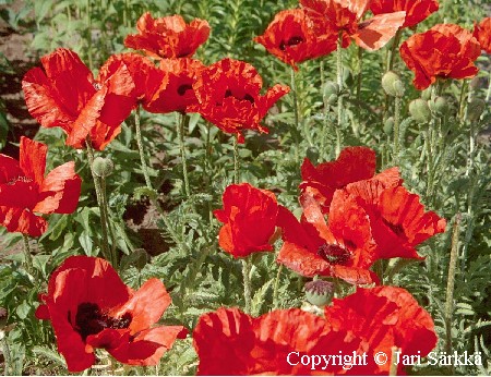 Papaver pseudo-orientale 'Allegro'